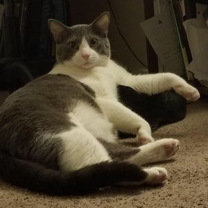 Meet your Posher, Tyson